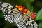 Paper Kite Butterfly feeding