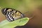Paper Kite butterfly / Idea leuconoe on green leaf