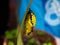 Paper kite Butterfly Pupa