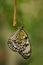 Paper kite butterfly resting for the night