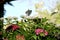 Paper Kite Butterfly on top of a grouping of flowers