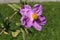 Paper-like `White-leaved Rockrose` flowers - Cistus Albidus