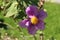 Paper-like `White-leaved Rockrose` flowers - Cistus Albidus