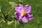 Paper-like `White-leaved Rockrose` flowers - Cistus Albidus