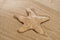 Paper-mache seastar on the sand