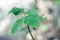 Paper mulberry leaf or green broussonetia papyrifera on tree