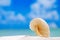 Paper nautilus shell on white beach sand and blue seascape bac