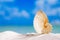 Paper nautilus shell on white beach sand and blue seascape bac