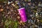 paper soft drink cup with plastic lid and straw thrown in the forest on the ground, milkshake or soda paper cup in nature, blank
