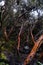 Paper tree (Polylepis) forest endemic to the mid- and high-elevation regions of the tropical Andes. Cajas National Park