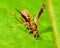 Paper Wasp