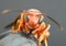 Paper Wasp