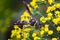 Paper Wasp on Dill Weed Flowers