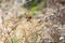Paper Wasp on Dried Grass