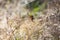 Paper Wasp on Dried Grass