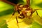 Paper wasp feeding on flower nectar
