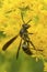 Paper wasp foraging on a goldenrod flower