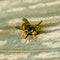 Paper Wasp gathering wood fibers for nest building. A yellow and black wasp. Outside on a wooden plank. Seen from the front.