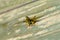 Paper Wasp gathering wood fibers for nest building. A yellow and black wasp. Outside on a wooden plank. Seen from the front.