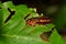 Paper wasp on a green leaf.