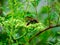 Paper wasp in hydrangea buds 2