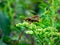 Paper wasp in hydrangea buds 3