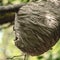 Paper Wasp Leader Protecting Large Hive in Natural Setting