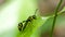 Paper wasp on leaf.