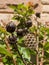 Paper wasp nest on Crape Myrtle seeds