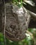 Paper Wasp Nest Hive with Two Openings Built in Tree