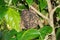 Paper wasp nest Polybia Sp with wasps outside