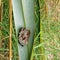 Paper wasp nest on Tiritiri Matangi Island, New Zealand