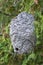 Paper Wasp nest in a White Cedar Tree