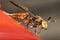 Paper wasp perched on a hunger