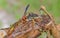Paper wasp - Polistes carolina - predator eating caterpillar
