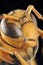 Paper wasp portrait