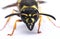 Paper wasp portrait Polistes dominula