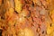 Paperback maple bark close up