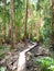 Paperbark Forest Boardwalk Agnes Water Queensland Australia