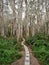Paperbark Forest Walk at Agnes Water, Australia