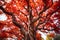Paperbark maple (Acer griseum) - China (Generative AI)