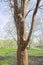 Paperbark Maple  Acer griseum in earl spring