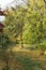 Paperbark maple tree the botanical garden of Macea dendrological park Arad county - Romania