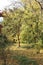 Paperbark maple tree the botanical garden of Macea dendrological park Arad county - Romania