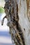 Paperbark Melalecua Australian Native Plant with Spider Wed