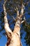 Paperbark Tree against blue sky