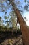 Paperbark tree, or Melaleuca leucadendra