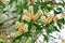 Paperbark tree Melaleuca quinquenervia flowers closeup - Wolf Lake Park, Davie, Florida, USA