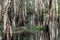 Paperbark trees at Lake Cootharaba, Great Sandy National Park