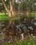 Paperbark trees in the swampy area